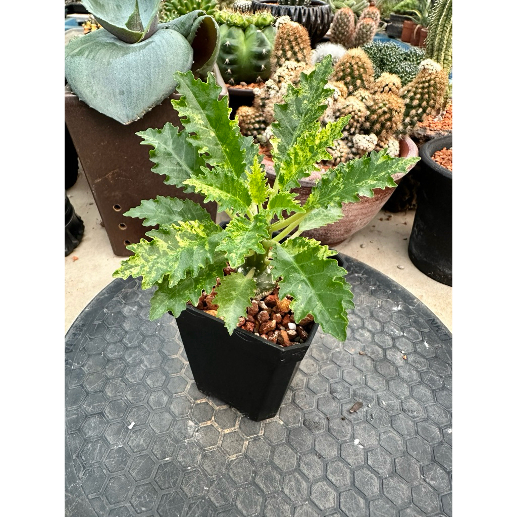 Tanaman Caudex Dorstenia Horwoodii Variegata hybrid dari biji.