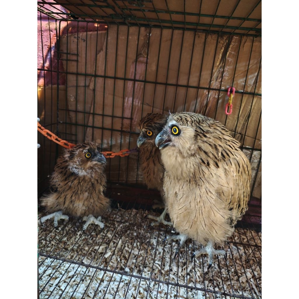 buffy fish owl