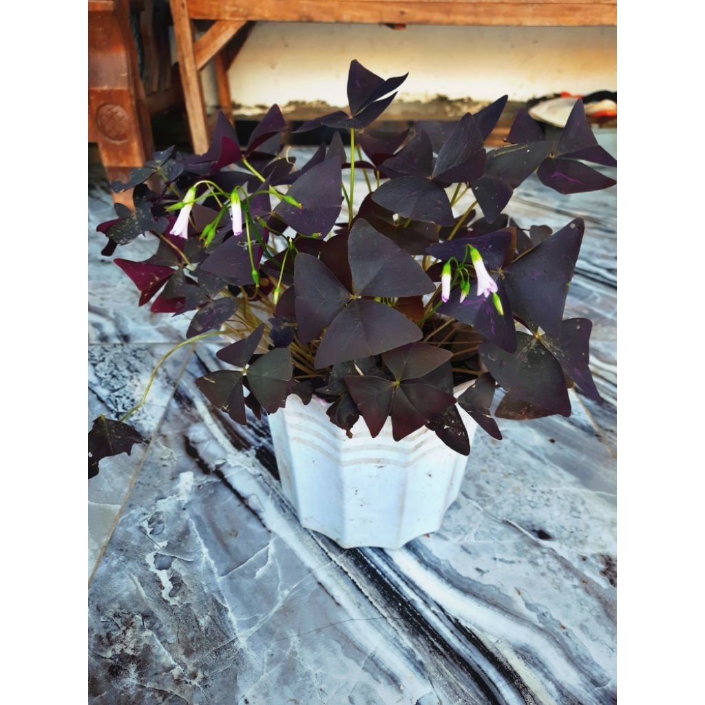 BUNGA KUPU-KUPU | BUNGA OXALIS | BUNGA UNGU