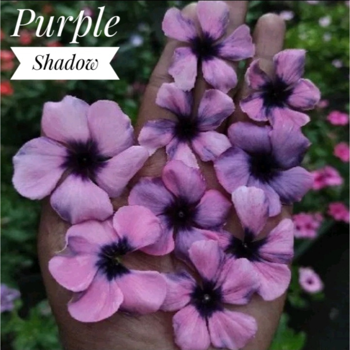 G11 biji benih bunga vinca gantung purple shadow isi 10 biji fresh seed