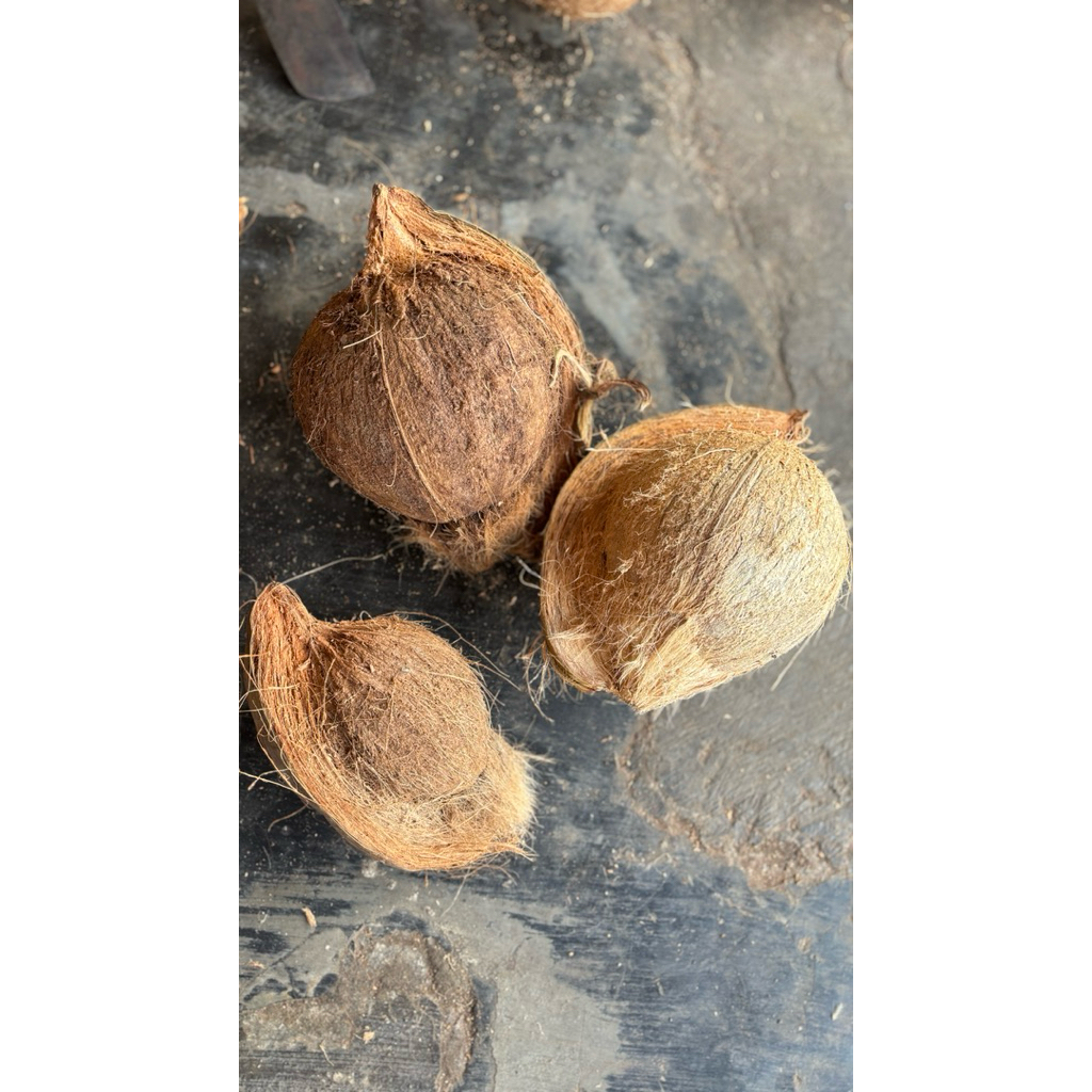 KELAPA kelapa parut kelapa tua kelapa besar l