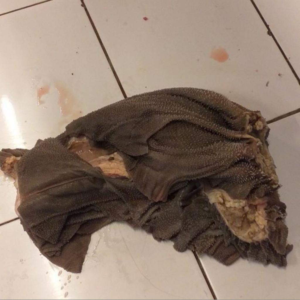 Babat Jarit Babat Buku Book Tripe Babat lipat Jeroan Sapi Lokal