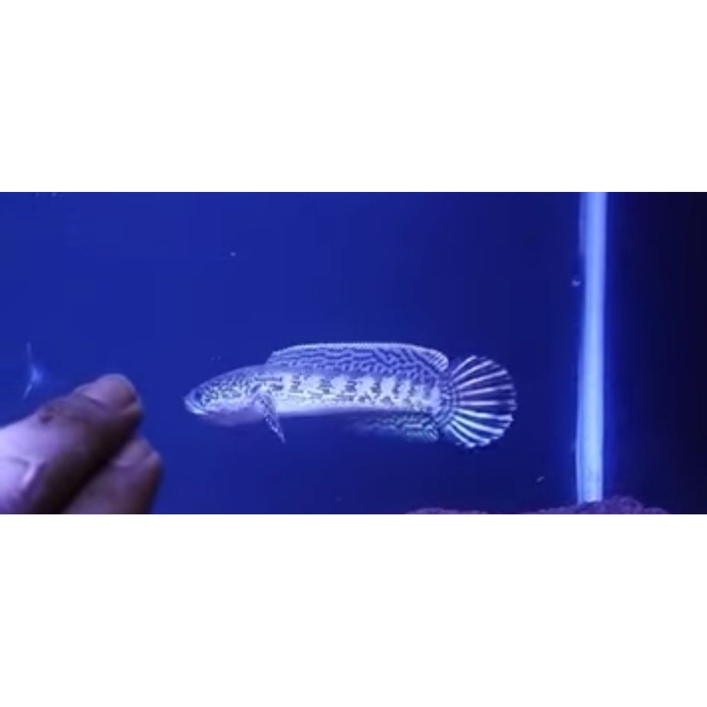 Channa Auranti 12-15cm