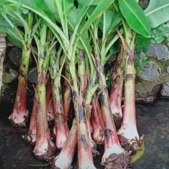 bibit pisang mas kirana