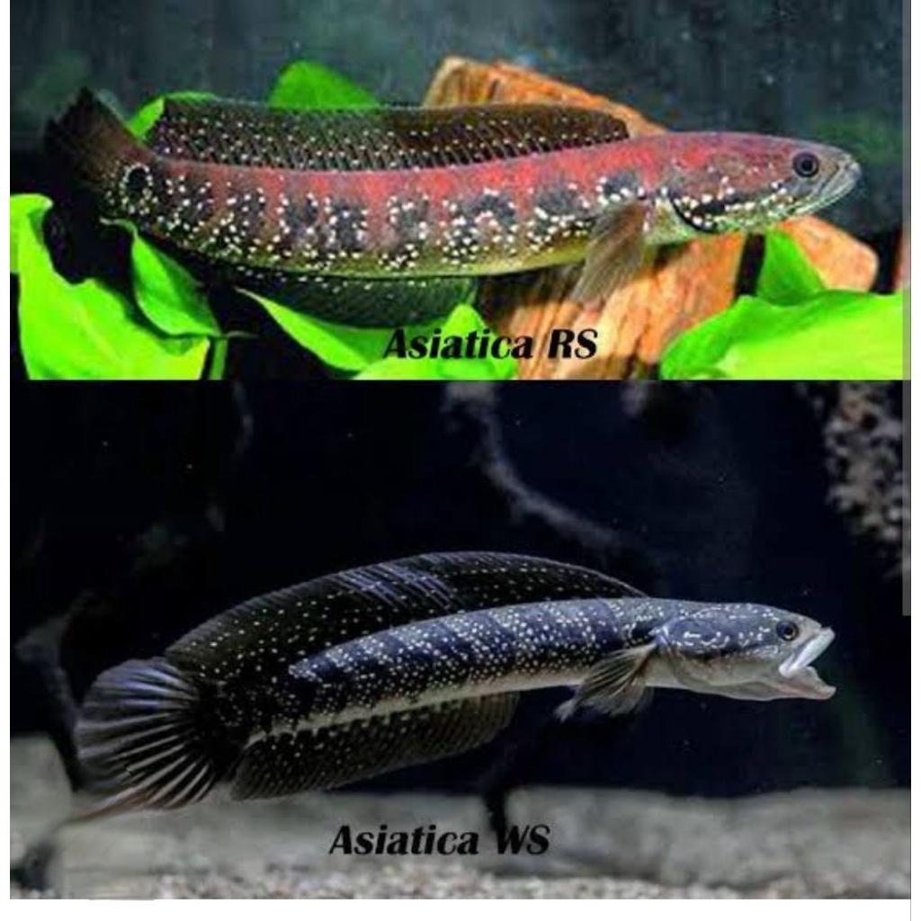 hiasan aquarium channa murah 15k asiatica ws pure 8cm