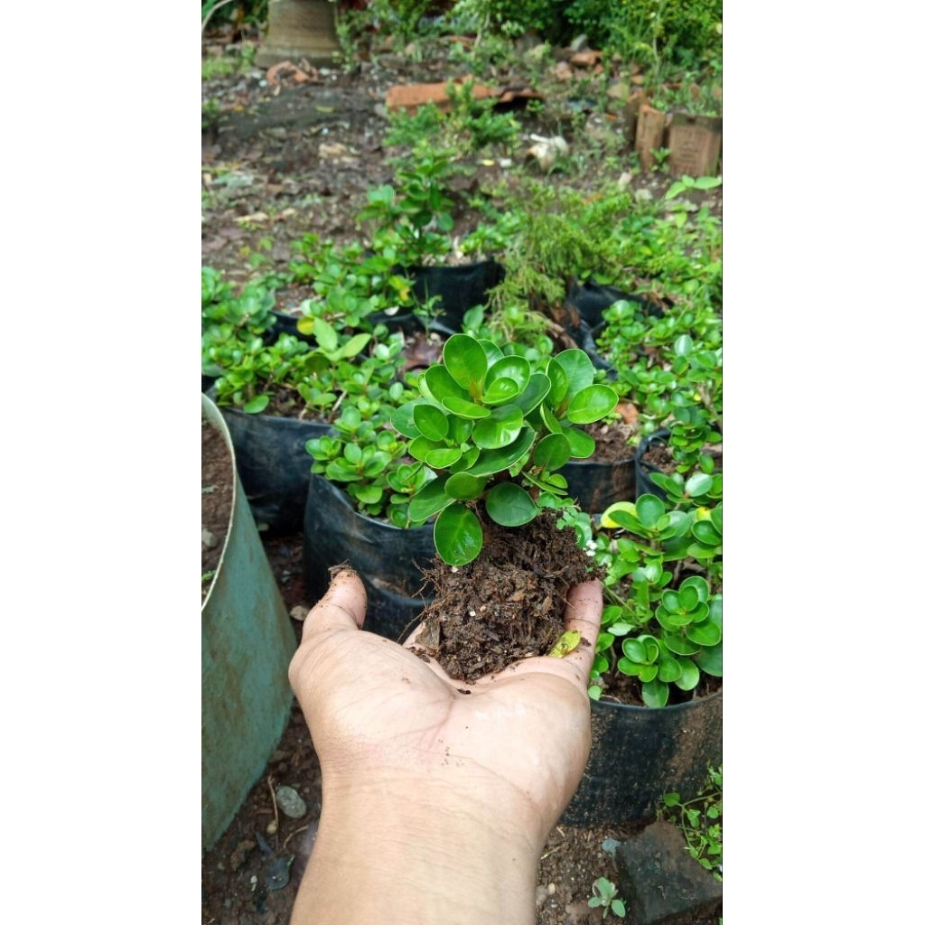 Tanaman ficus dolar mikro mangkok ori small