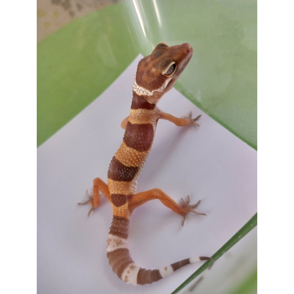 LEOPARD GECKO BLACK NIGHT TREMPER