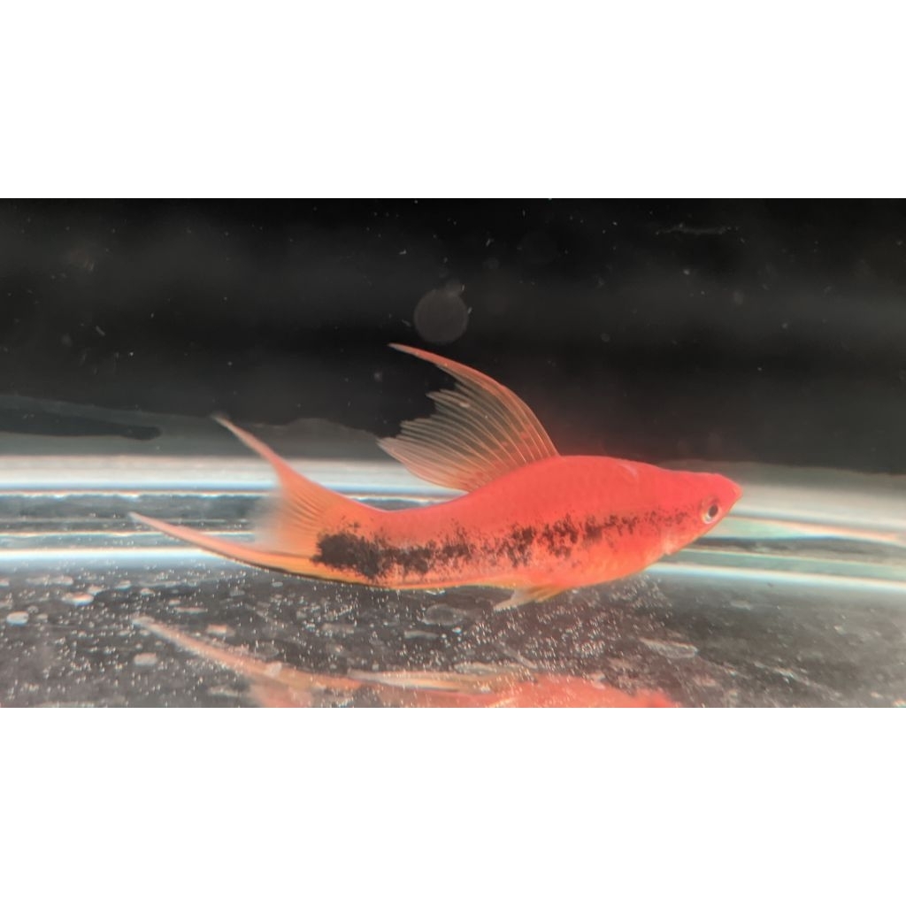 platy tuxedo lyretail