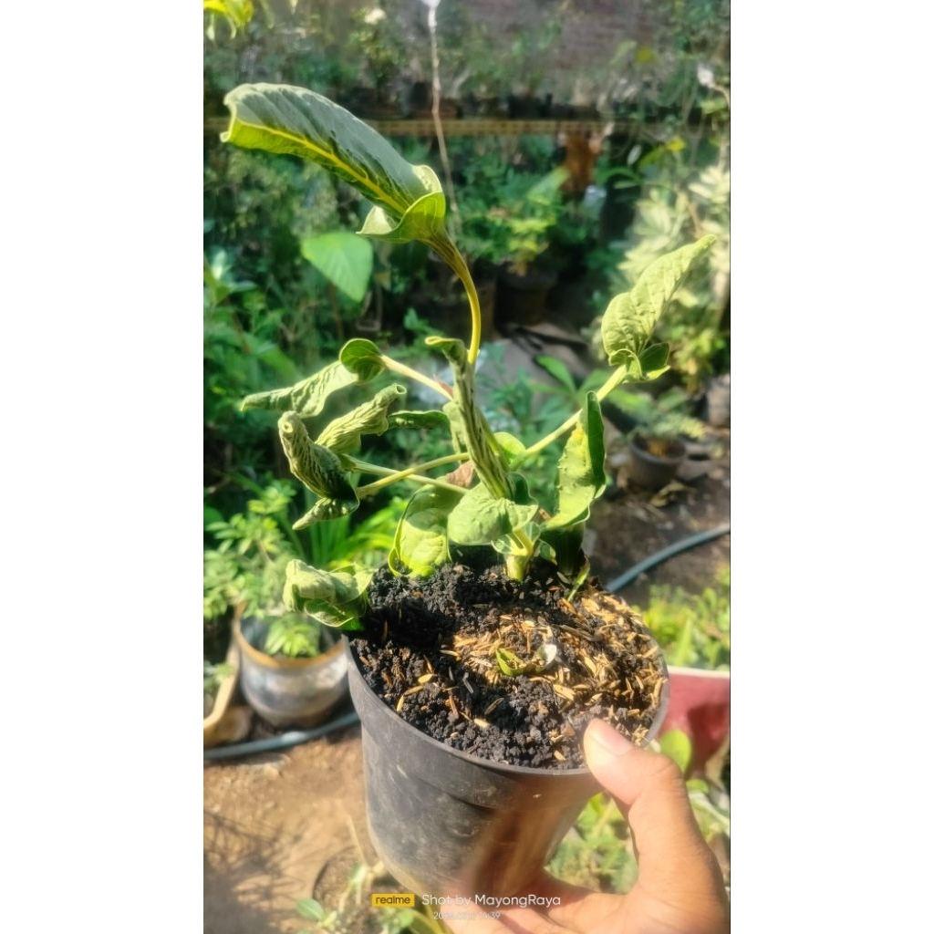 ficus Benghalensis KRISNAE tanaman import langka