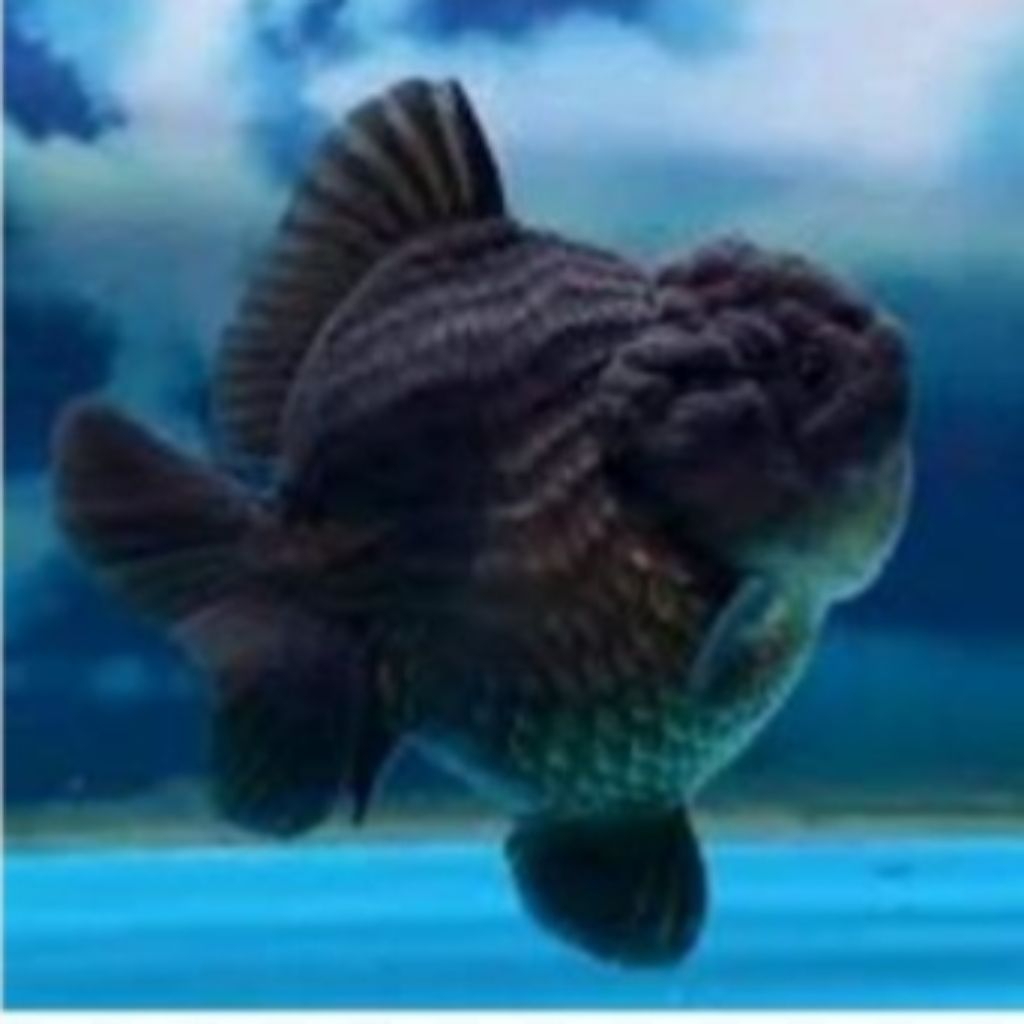 Koki oranda Short tail - hiasan dekorasi aquarium