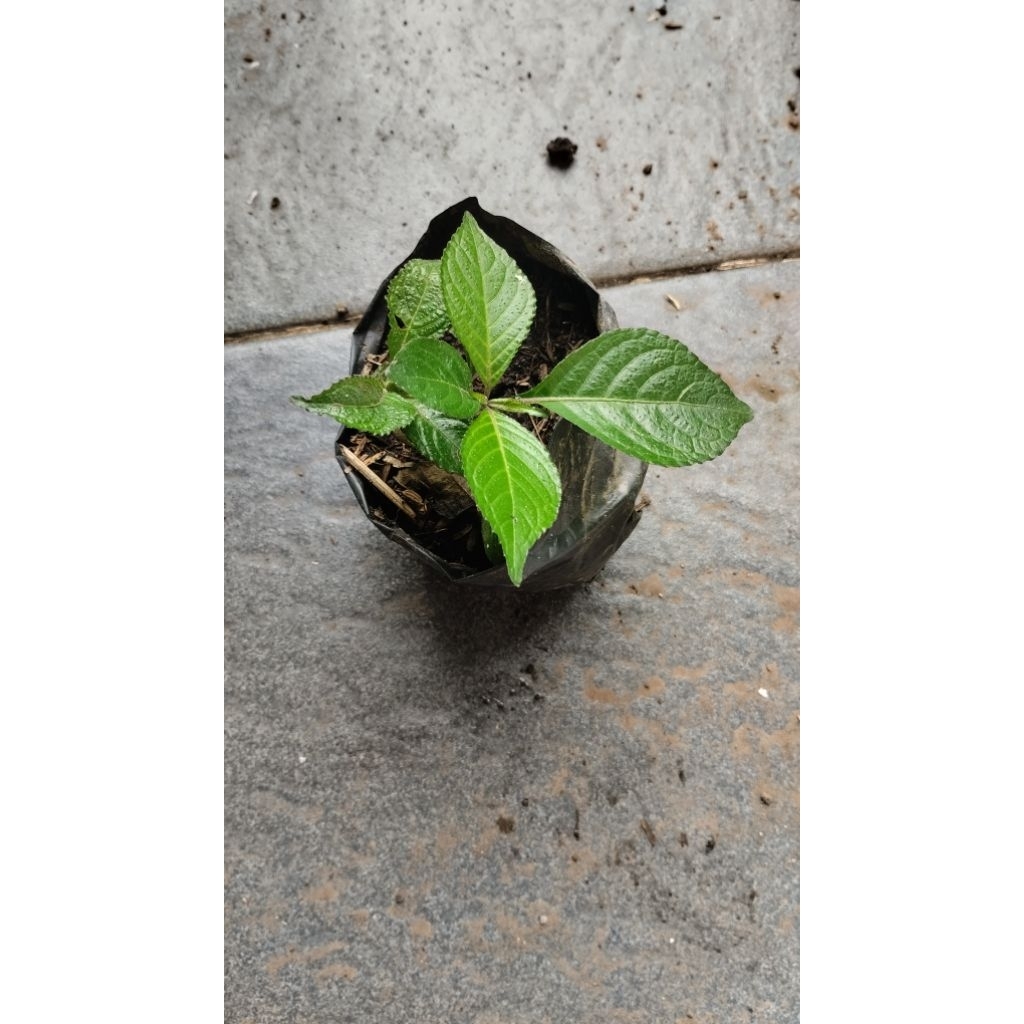 TANAMAN KEJI BELING - DAUN UNGU