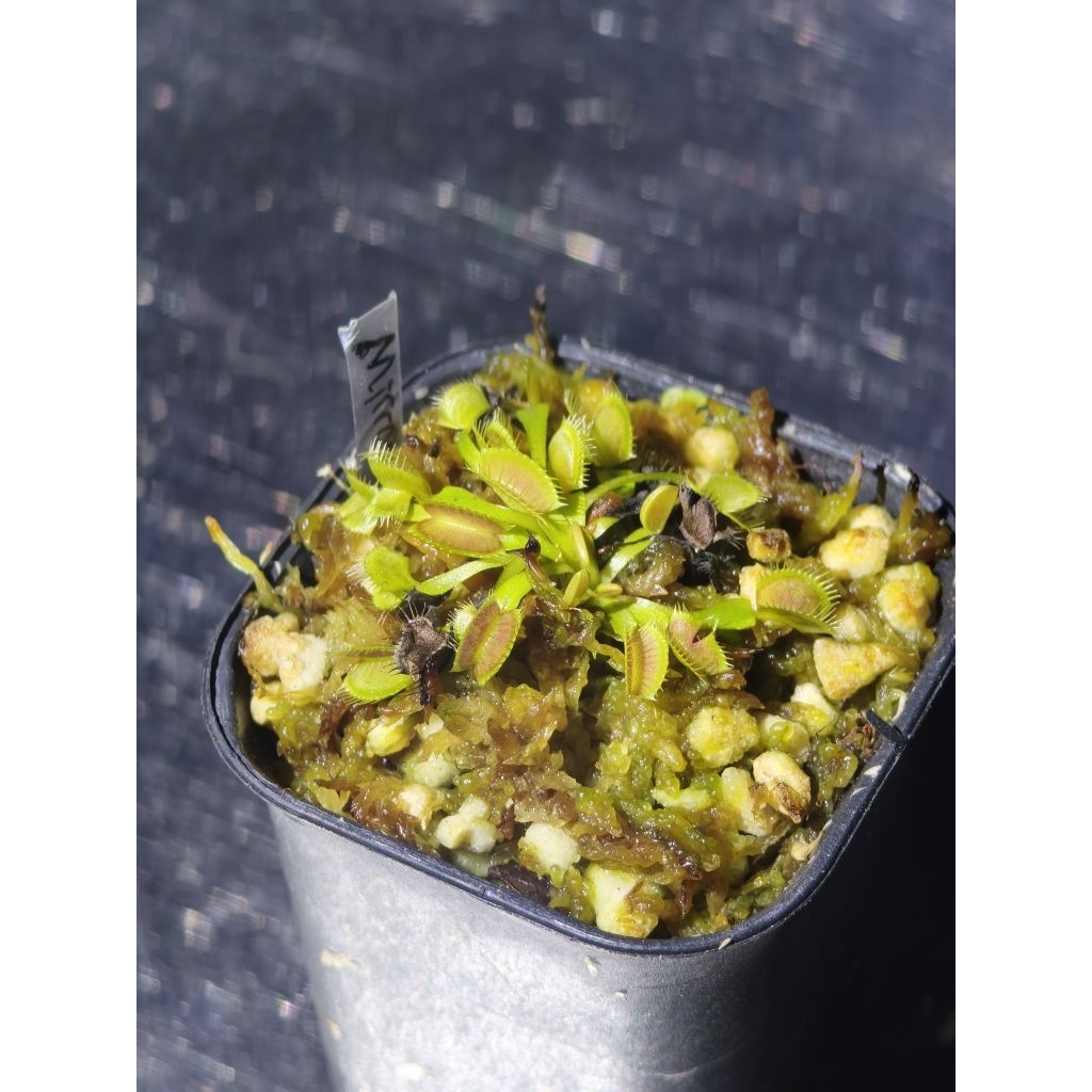 VFT Mirror