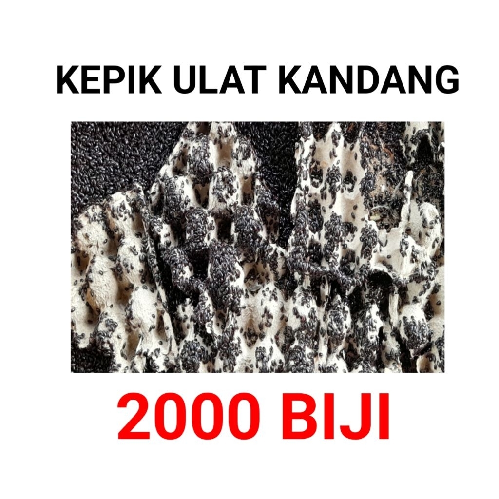 termurah mainan kepik ulat kandang //kepik kandang 2000 biji