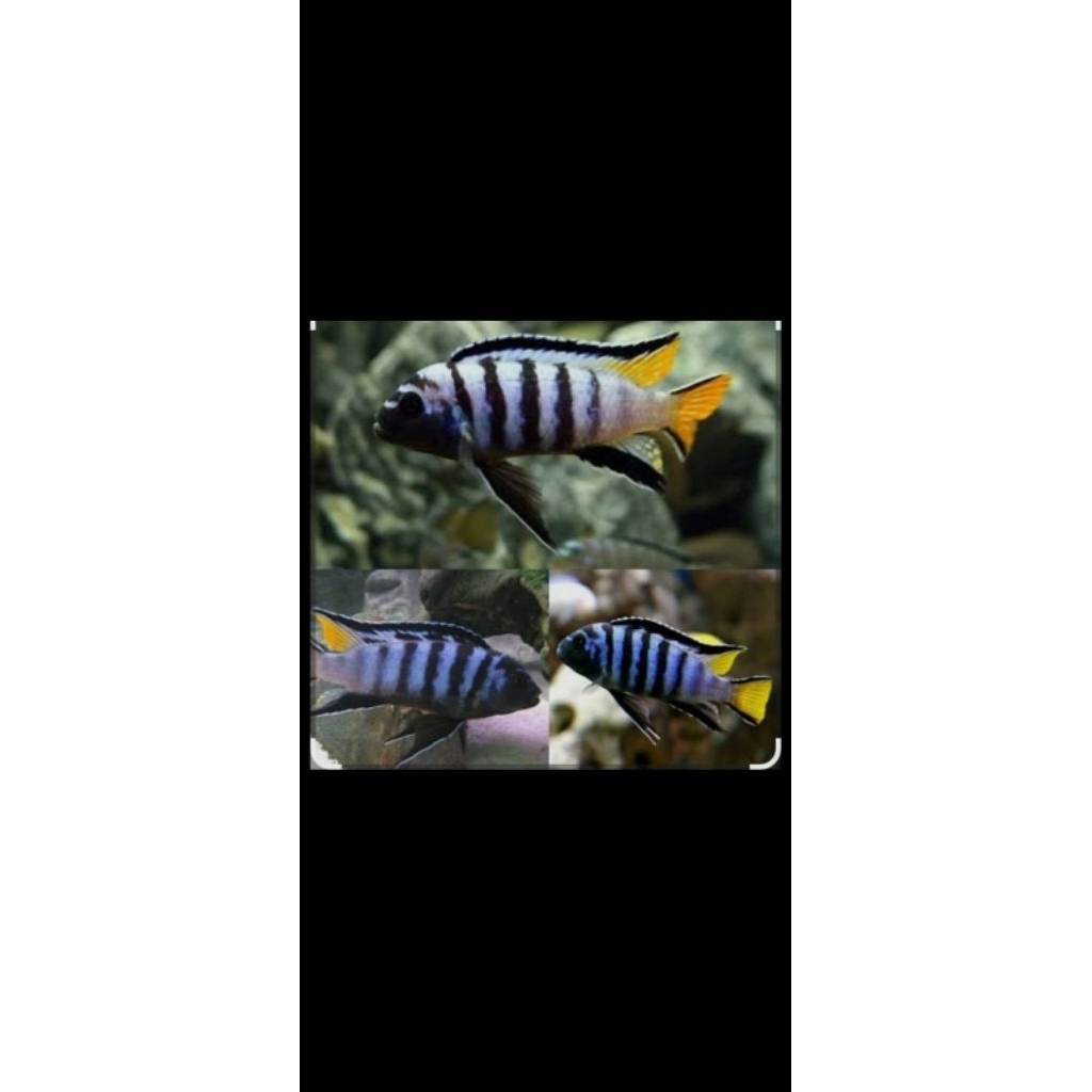 8cm,elongatus,mpanga,mbuna,specialist,Afrika,chiklid