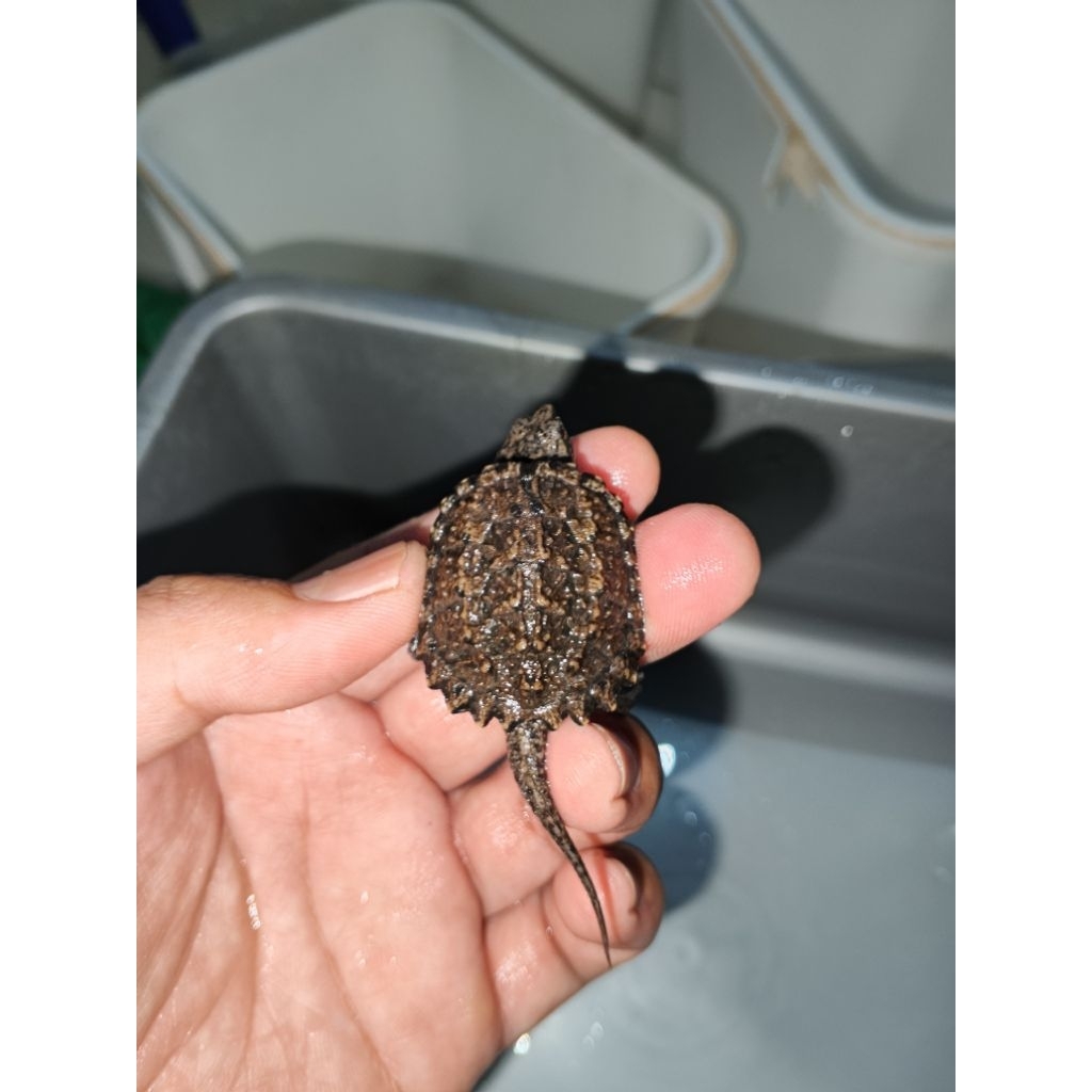 Kura CST (common snapping turtle) baby