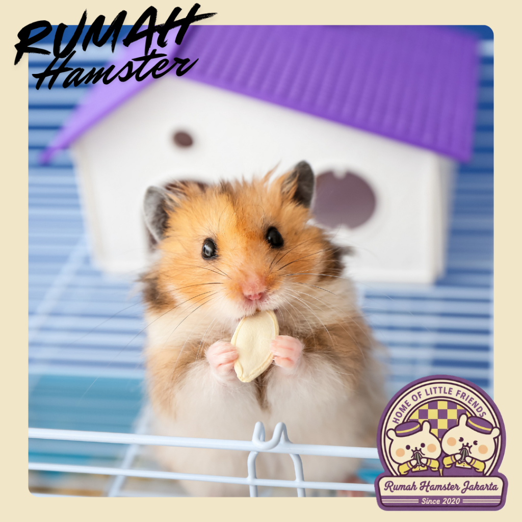 Hamster Syrian Short Hair dan Long Hair