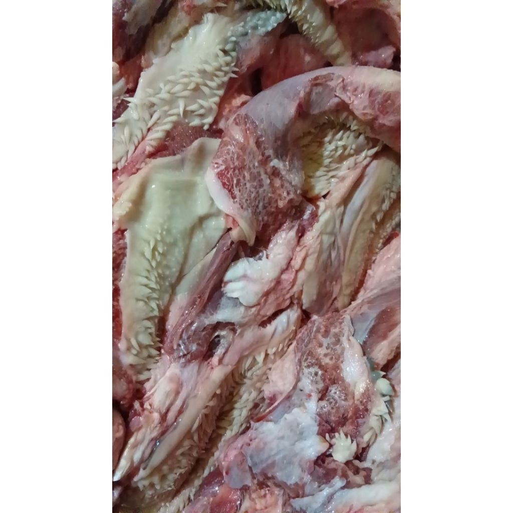 daging kepala sapi