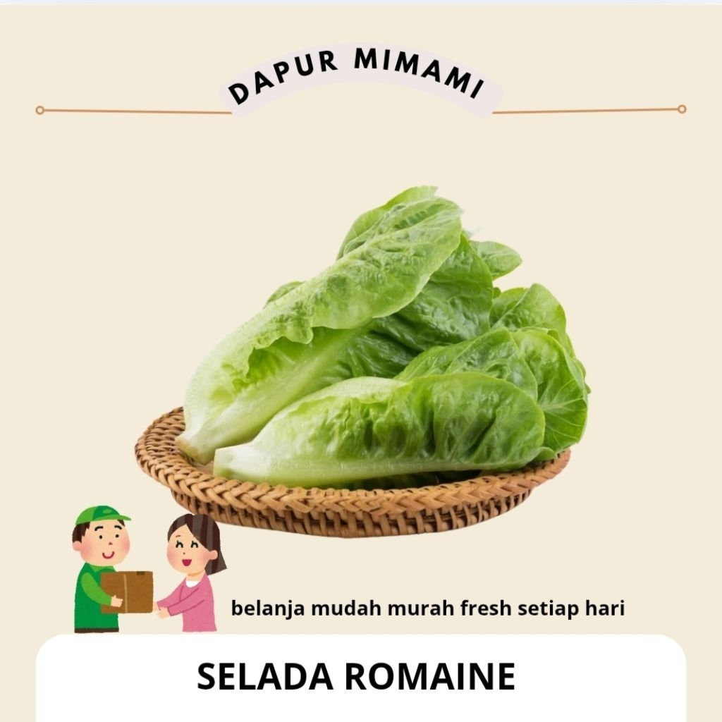Romaine Lettuce - Selada Romen Segar / Lettuce Romaine / Sayur Salad