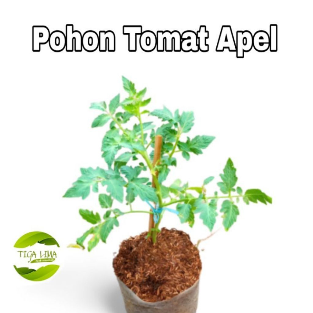 Tanaman Tomat Apel / Pohon Tomat Apel / bibit tomat / benih tomat siap berbuah