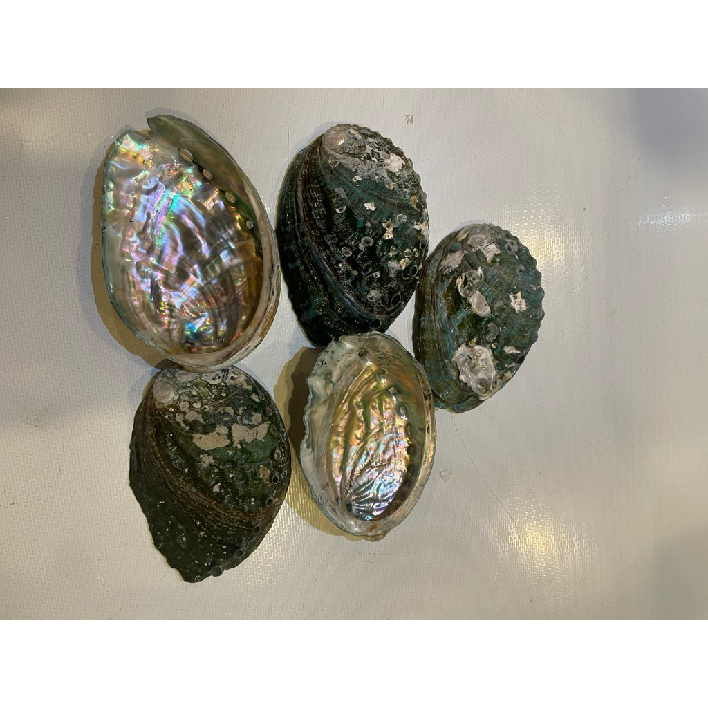 CANGKANG KERANG ABALONE EZO