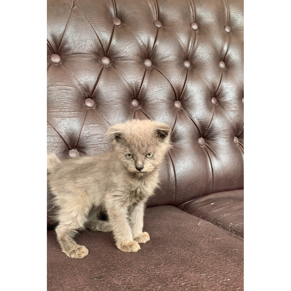 Kitten Scottish Fold
