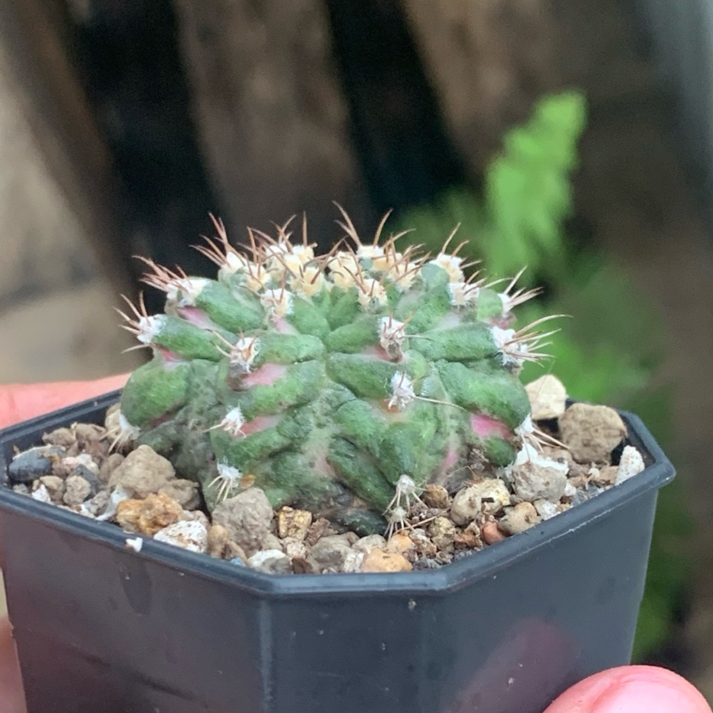 r1g gymnocalycium x trex hybrid Kaktus gymno day dream miha mihanovichii hybrid tseries tganks tanam