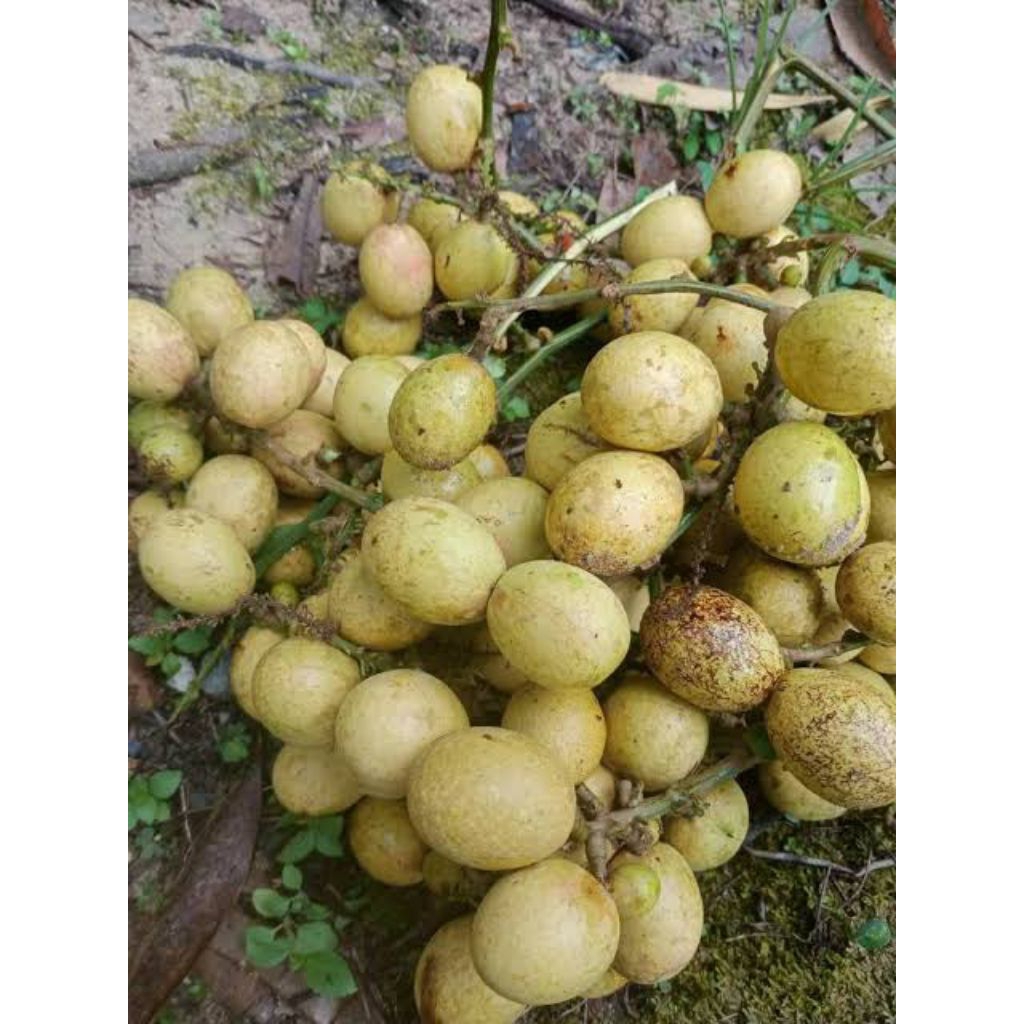 bibit tanaman matoa kuning siap kebun/tanam