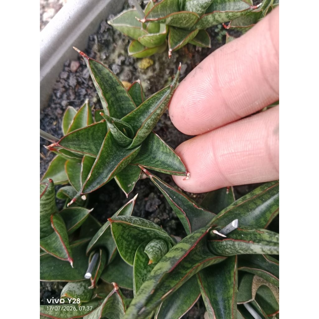 sansevieria dido / tanaman lidah mertua dido