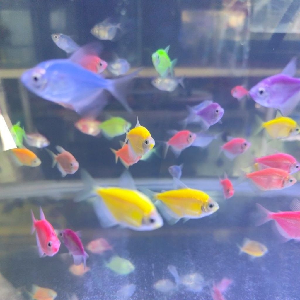 Ikan Glowfish Tetra Warna-Warni dengan Warna Menyala, Ideal untuk Akuarium Komunitas