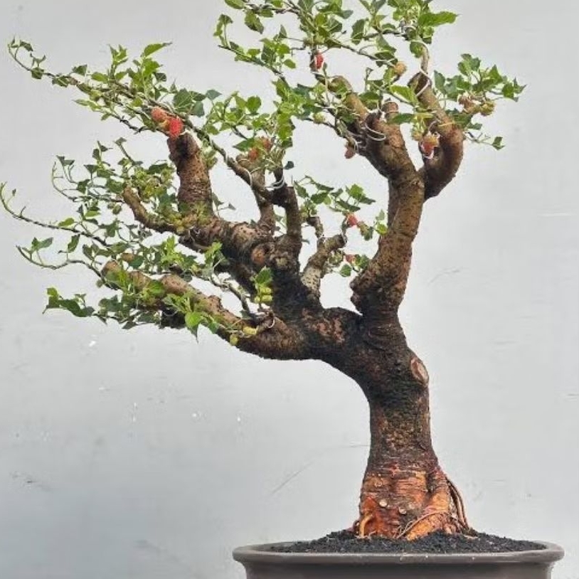 Bahan Bonsai Murbei | Batang Tua dan Besar