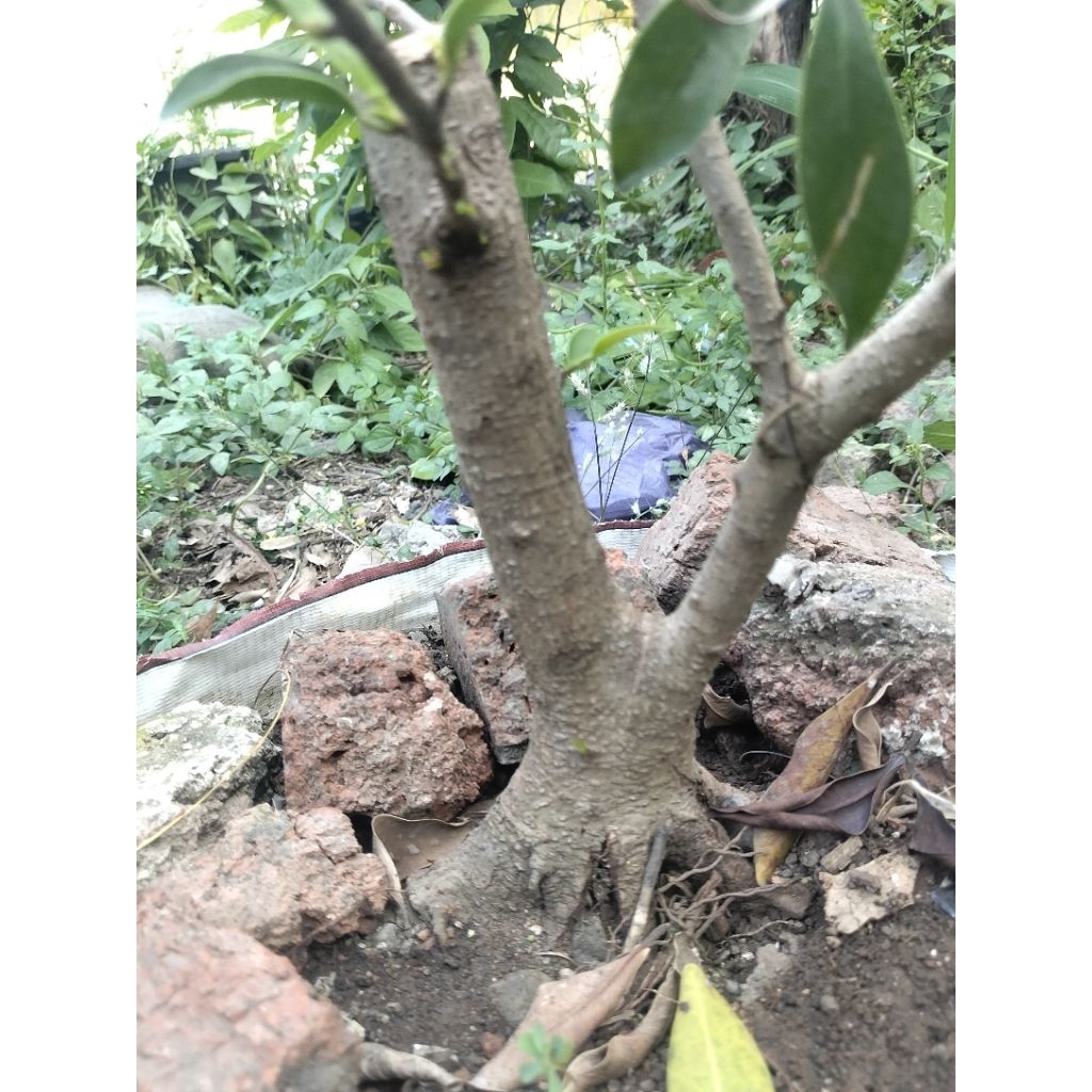 cangkokan beringin elegant medium (ficus elegant)