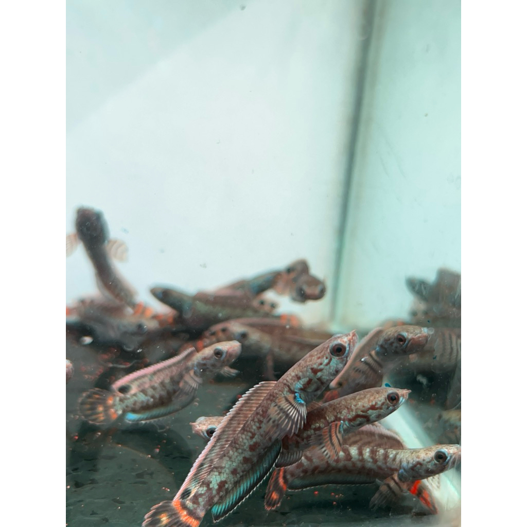 Channa Bleheri 4-6 cm