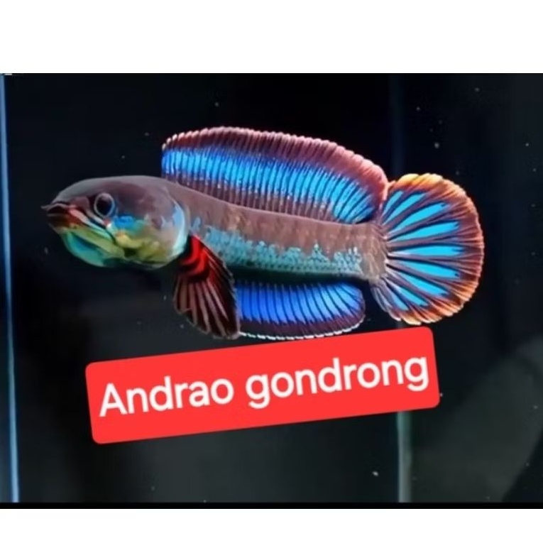 ikan channa andrao gondrong original