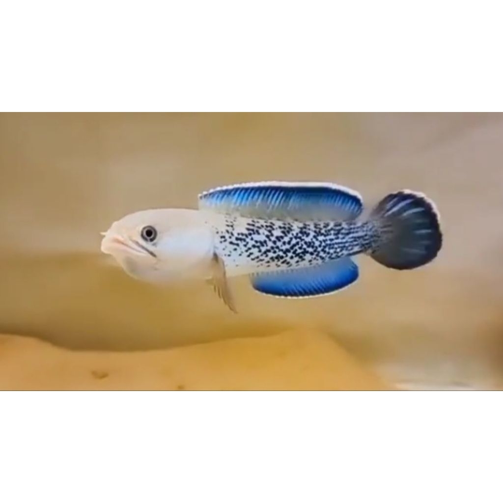 channa stewarti gabus stewarti langka