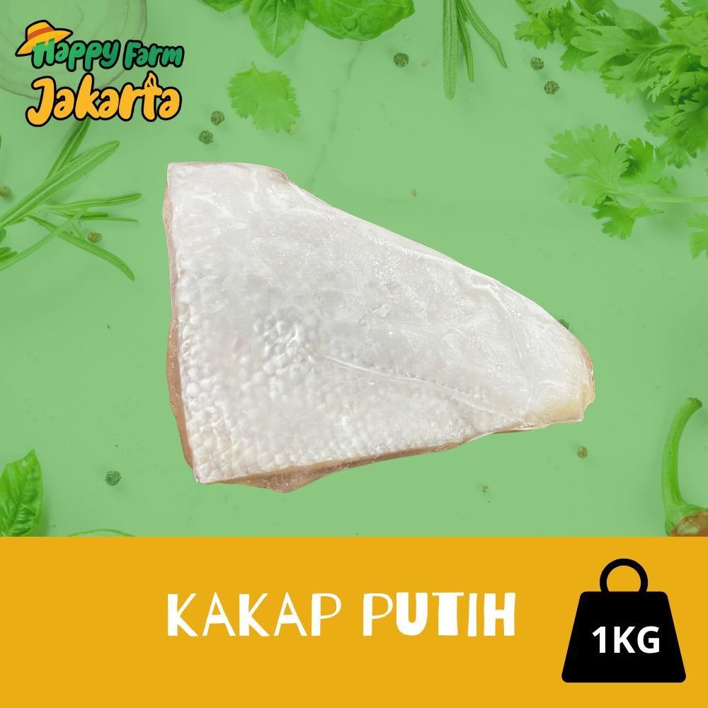 KAKAP PUTIH