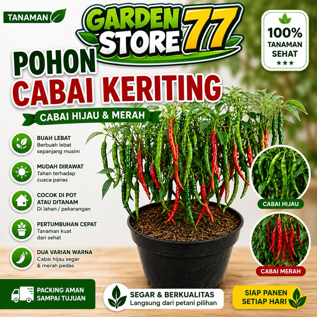 Tanaman pohon cabai merah keriting / pohon cabe keriting