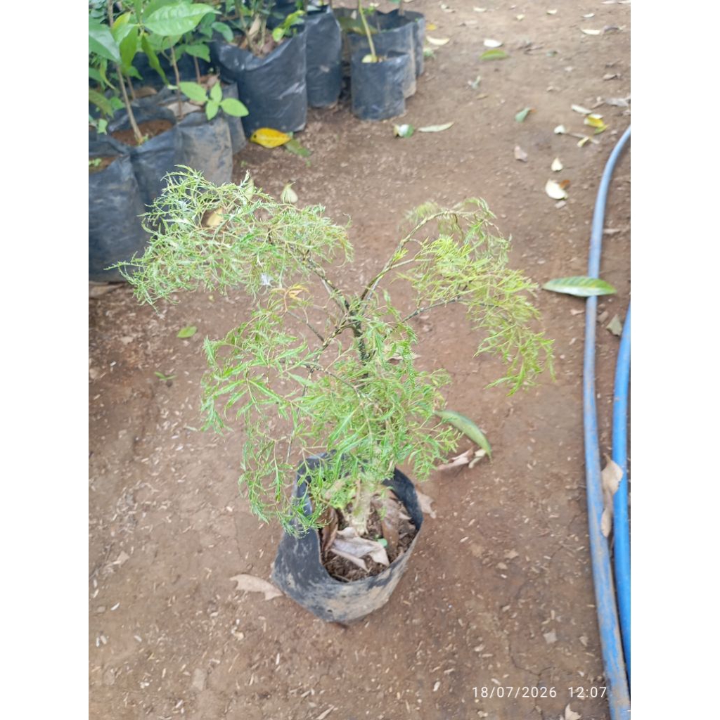 tanaman hias kedongdong laut tinggi 30 -40 cm daun halus
