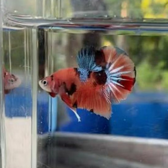Cupang HMPK Koi Nemo Kualitas Kontes | Sehat Aktif Siap Progres Kontes