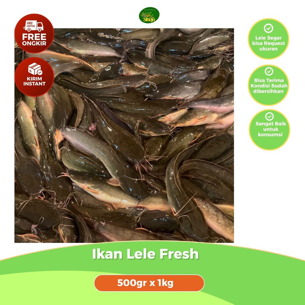Ikan Lele Segar Bandung