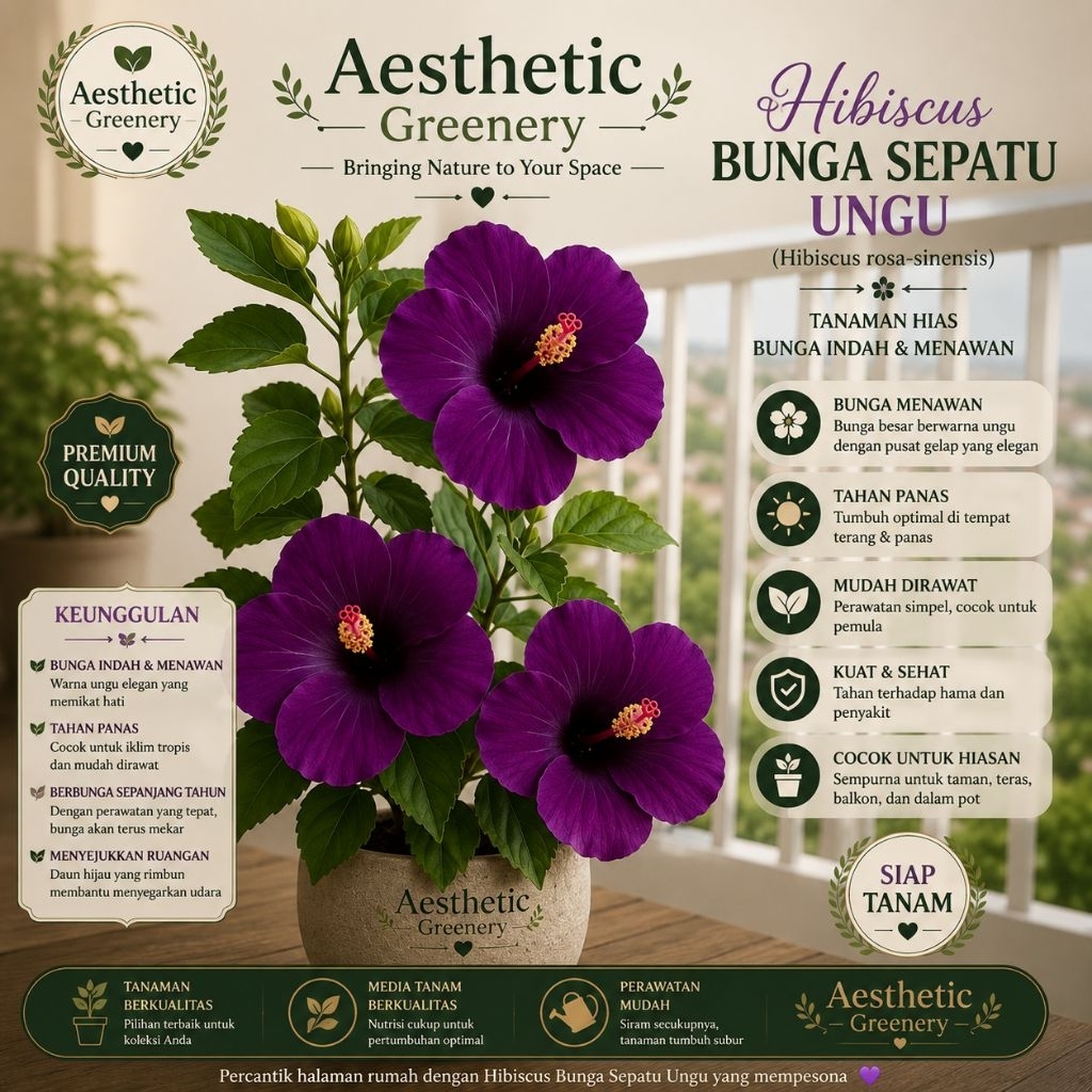 Kembang Sepatu Bunga Ungu / Tanaman Kembang Sepatu / Bunga Hibiscus Ungu
