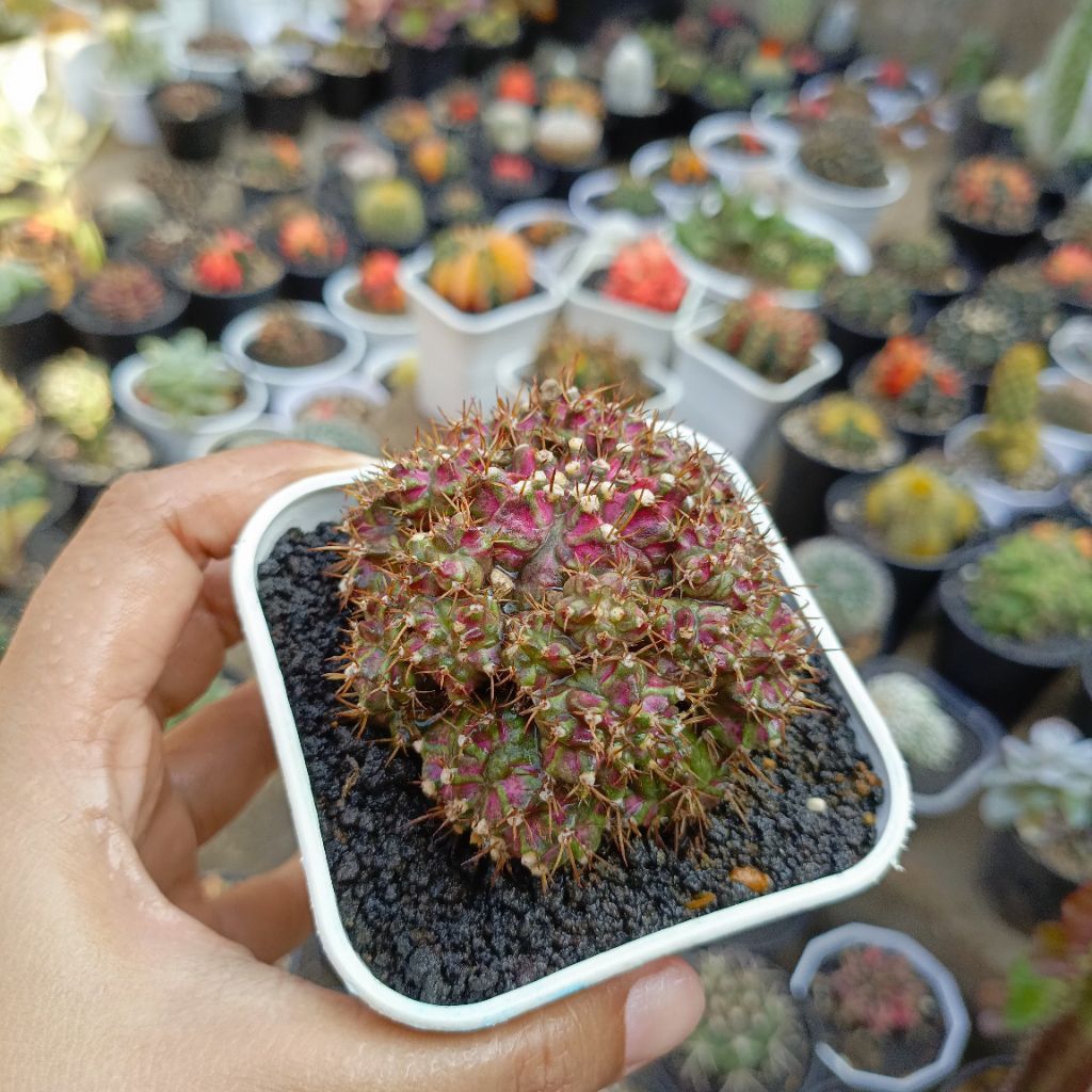 kaktus Gymnocalycium mihanovichii