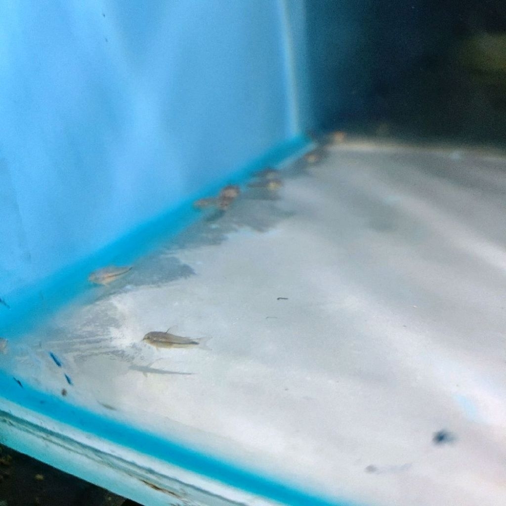 PYGMY CORYDORAS, DWARF CORYDORAS,  MICRO CATFISH