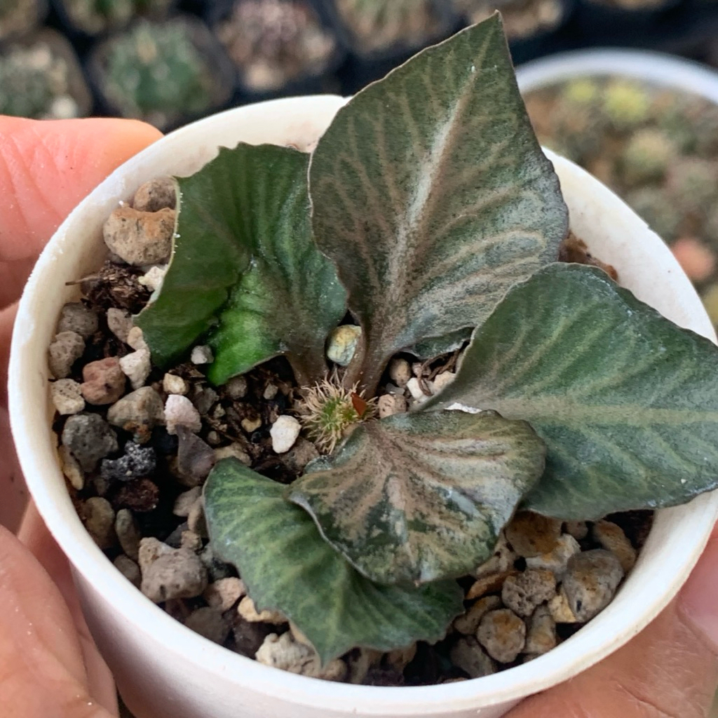 Euphorbia francoisi francoisii maple Sukulen tanaman hias hidup gurun bung
