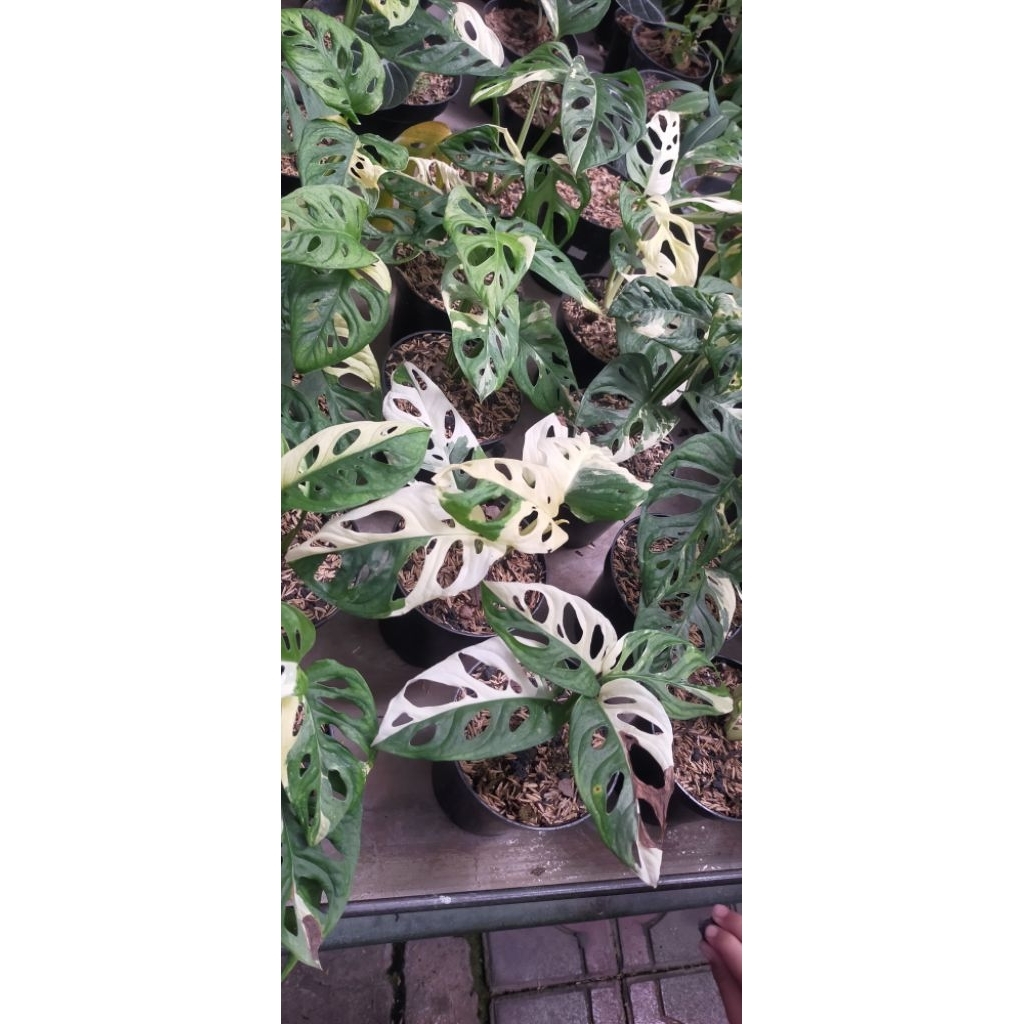 monstera adansoni variegata janbol Japan variegata