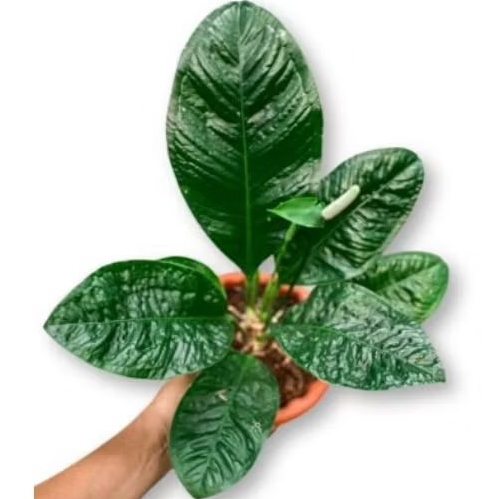 Bibit Tanaman Hias Anthurium Oxycarpum Levis Remaja