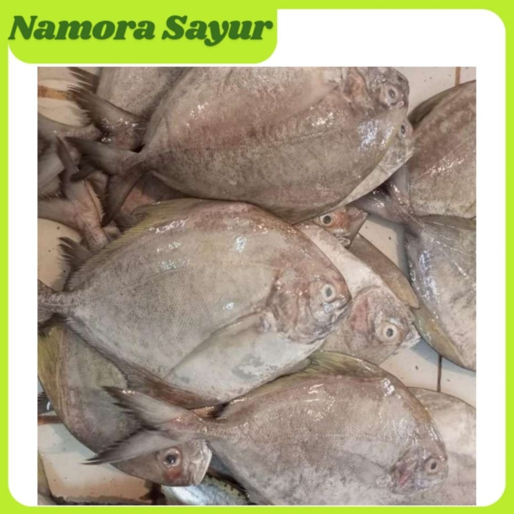 Ikan Bawal Laut 1 kg | Ikan Bawal Laut Fresh