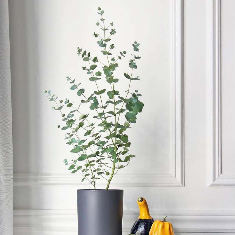 Eucalyptus Cinerea (Eucalyptus cinerea) | Daun Silver Dollar Gum / Eukaliptus Perak | Tanaman Hias O