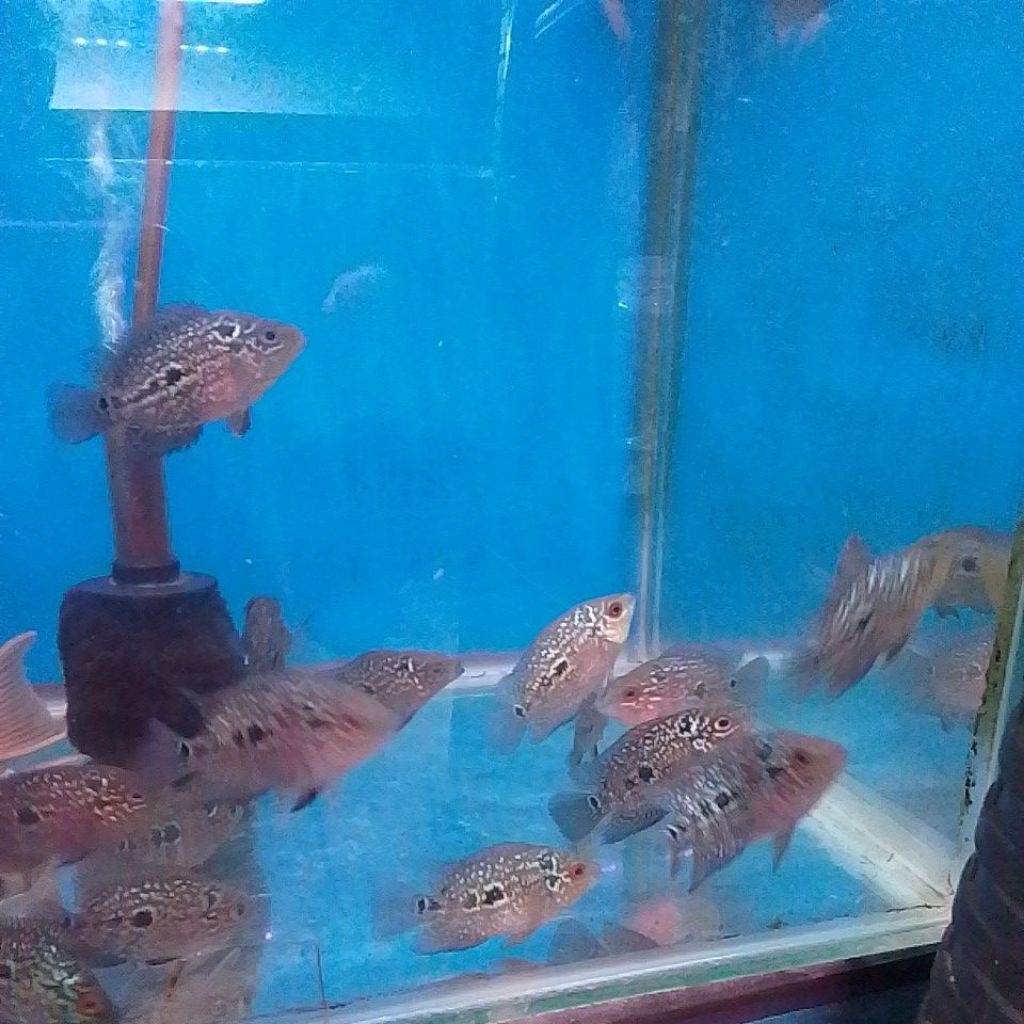 kamfa burayak