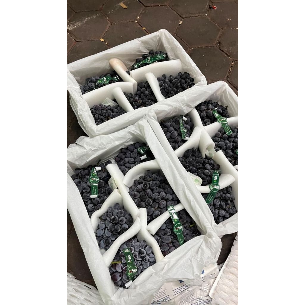 Anggur Adora Chili hitam
