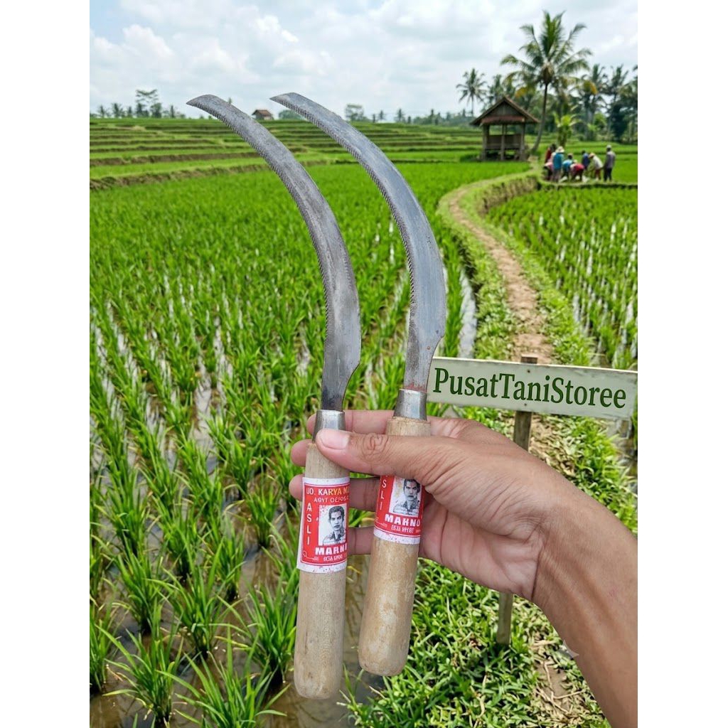 arit padi gerigi sedang 35cm / grosir pisau rumput padi manual termurah